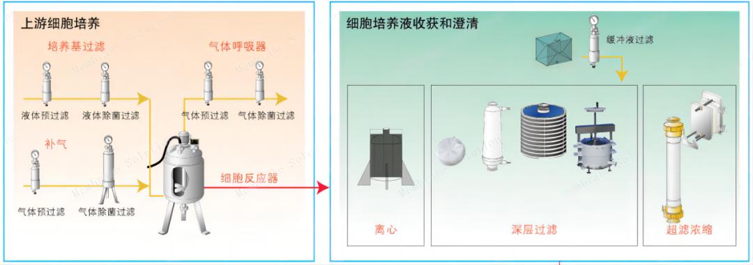 單克隆抗體上游細胞的培養過程	