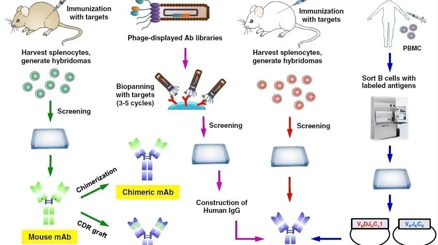 單克隆抗體開發的四個階段